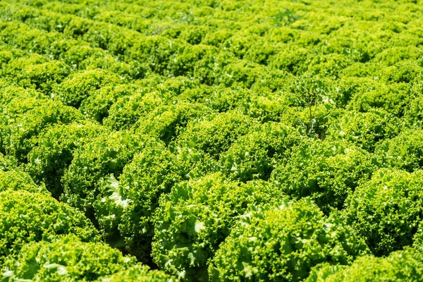 サラダ ビアンコカタラットの農業栽培 — ストック写真