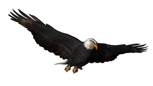 Aquila Isolata Sfondo Bianco — Foto Stock