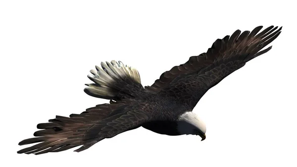 Aquila Isolata Sfondo Bianco — Foto Stock