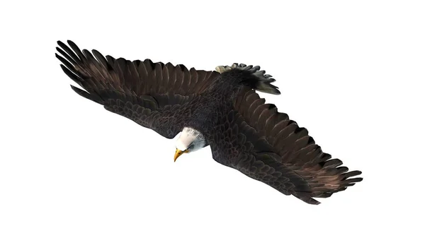 Eagle Isolerad Vit Bakgrund — Stockfoto