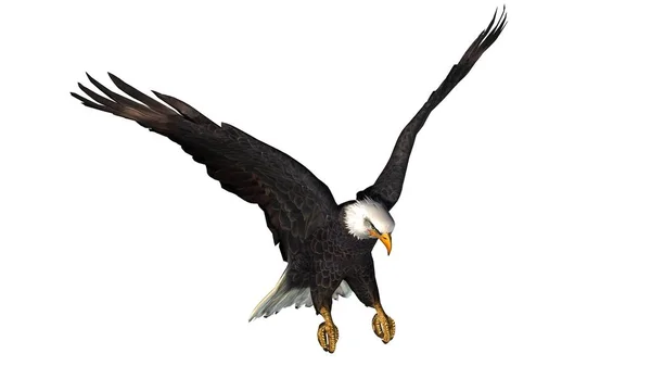Adler Isoliert Auf Weißem Hintergrund — Stockfoto