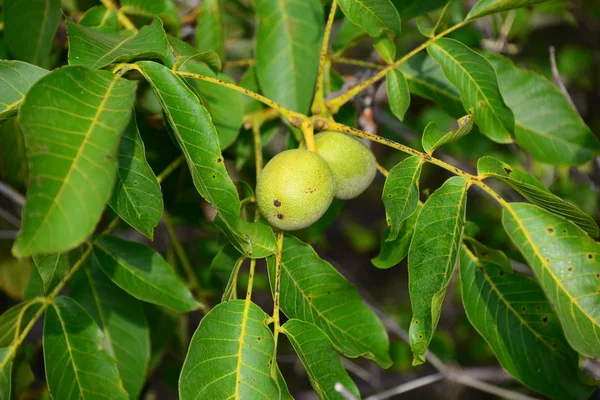 Walnut Walnut Tree Spain — Stock Photo, Image