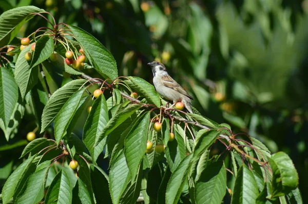 Mussen Kersenboom — Stockfoto