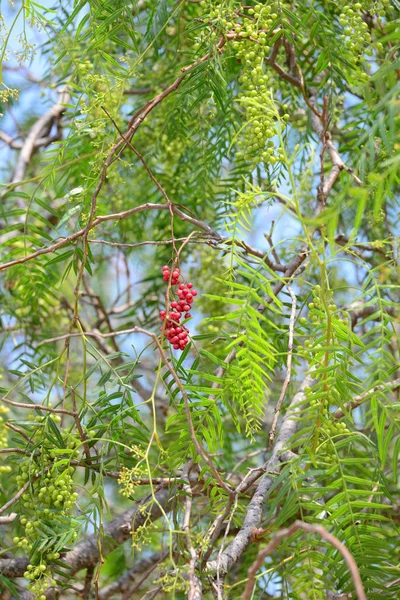 Red Pepper Tree Ισπανια — Φωτογραφία Αρχείου