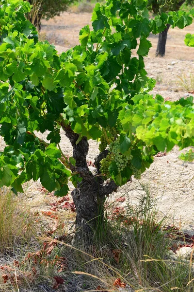 Древесные Листья Виноградная Лоза — стоковое фото