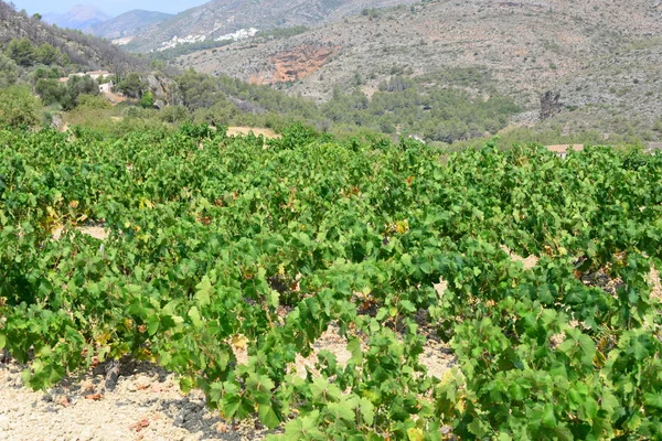 Φύλλα Δένδρων Άμπελος — Φωτογραφία Αρχείου