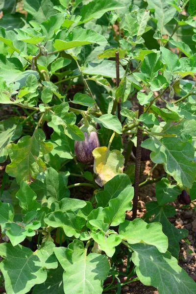 Aubergine Sur Terrain Espagne — Photo