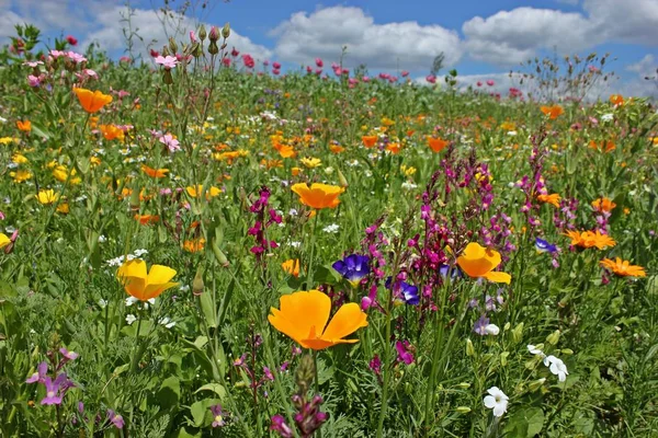 Virágzó Vetőmag Virágzó Keverék Mező Szélén — Stock Fotó