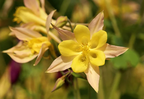 Aquilegia Vulgaris Columbina Flores Amarillas —  Fotos de Stock