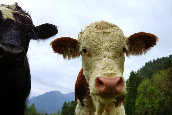 牧草地に2頭の若い牛が — ストック写真