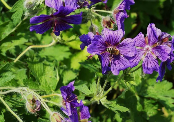 Bij Een Mooie Blauwe Kaasjeskruid Een Botanische Tuin — Stockfoto