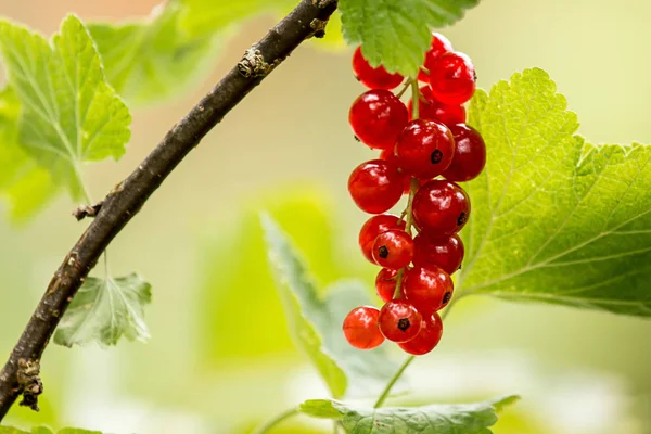 Красная Смородина Ребра Rubrum — стоковое фото