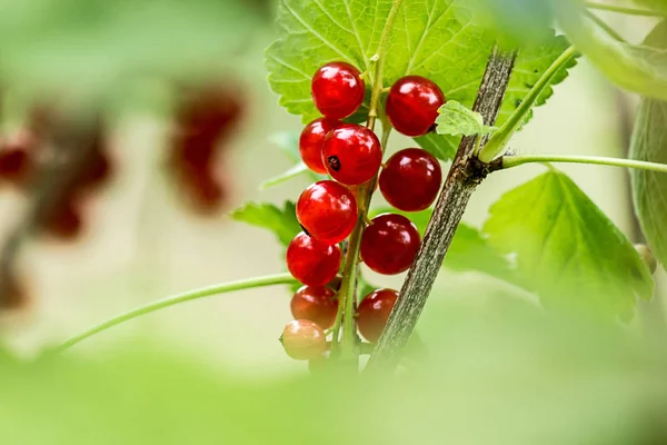 Vegetarisch Voedsel Selectieve Focus — Stockfoto