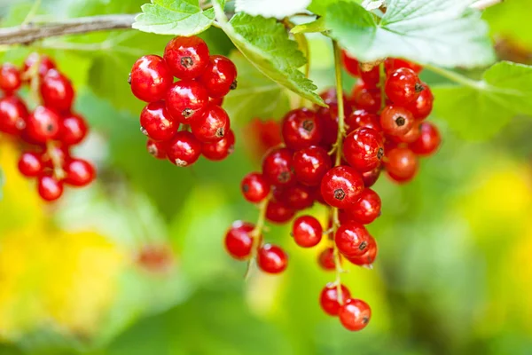 Grosella Roja Ribes Rubrum — Foto de Stock