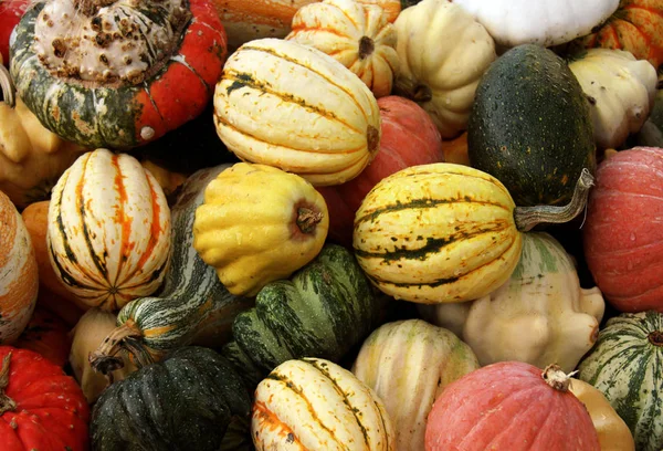 Pumpkins Colorful Variety — Stock Photo, Image