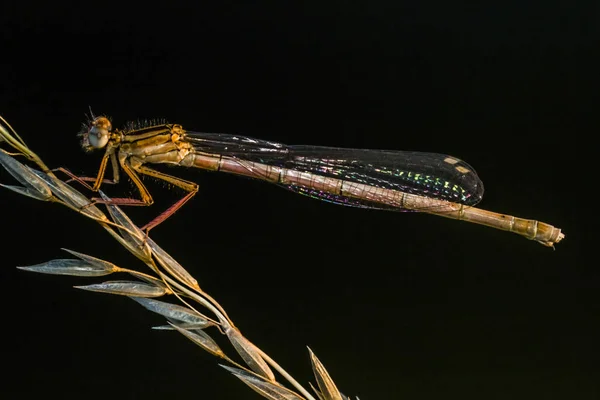 昆虫学とオドナタトンボ虫 — ストック写真