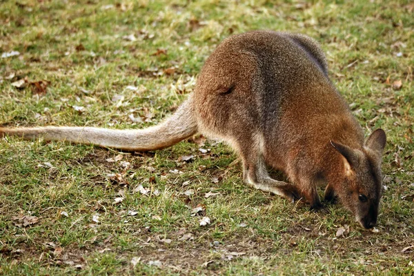 Rothalswallaby Oder Bennett Känguru Macropus Rufogriseus — Stockfoto