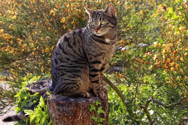 Erkek Kedi Bahçedeki Ağaç Kütüğüne Oturur — Stok fotoğraf