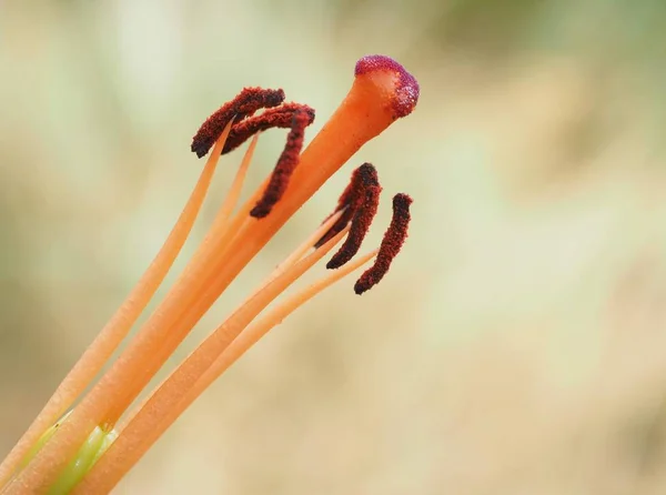 Lirio Polvo Flor Tallos —  Fotos de Stock