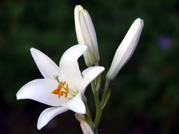 Closeup View Beautiful Lily Flower — Stock Photo, Image