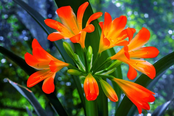 Прекрасні Суцвіття Великих Помаранчевих Жовтих Квітів Амаріллі Темно Зеленим Листям — стокове фото