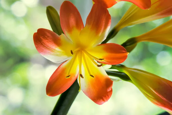 美丽的大橙色 花序黄色花的孤挺花 深绿色叶为背景 一个带有白色的百叶窗的窗口 — 图库照片