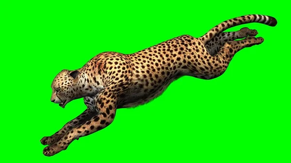 Gepard Zielonym Tle — Zdjęcie stockowe