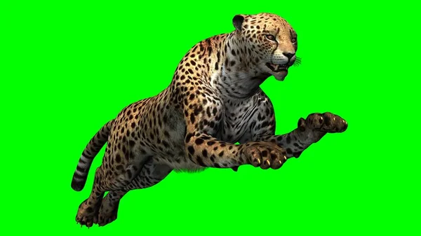 Cheetah Green Background — Stock Photo, Image
