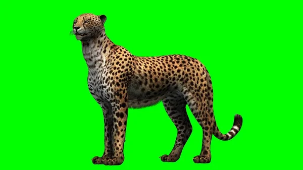 Cheetah Green Background — Stock Photo, Image