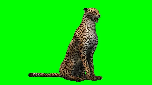 Cheetah Green Background — Stock Photo, Image