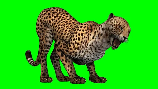 Cheetah Green Background — Stock Photo, Image