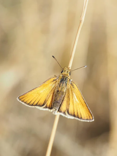 Zardzewiały Gruby Motyl — Zdjęcie stockowe