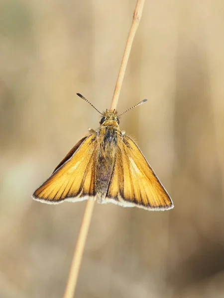 Enferrujado Cabeça Grossa Borboleta — Fotografia de Stock