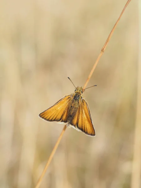 Zardzewiały Gruby Motyl — Zdjęcie stockowe
