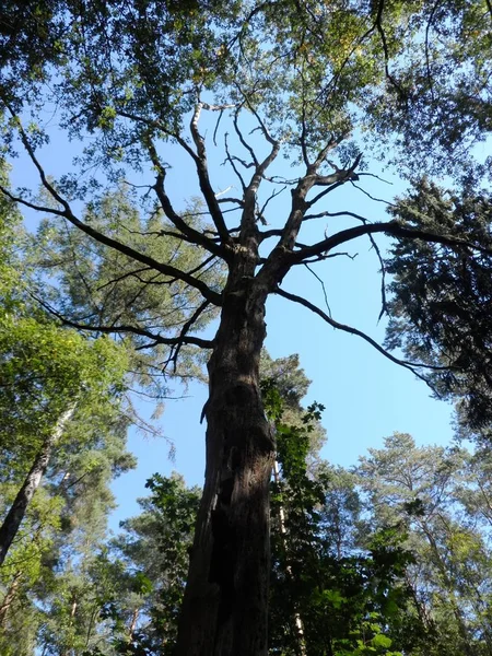 Arbre Mort Dans Forêt — Photo