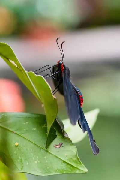 Borboleta Rabo Andorinha Papilio Rumanzovia Schwalbenschwanz Ovo Que Põe Uma — Fotografia de Stock