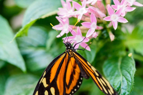 Monarca Farfalla Danaus Plexippus Maschio Succhiare Nettare Fiore — Foto Stock