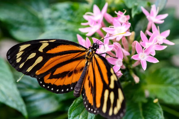 王冠蝴蝶 Danaus Plexippus 在花朵上吸蜜 — 图库照片