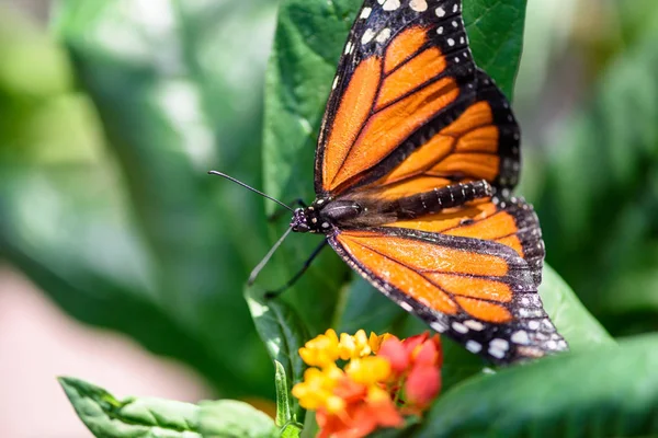 Monarca Farfalla Danaus Plexippus Maschio Succhiare Nettare Fiore — Foto Stock