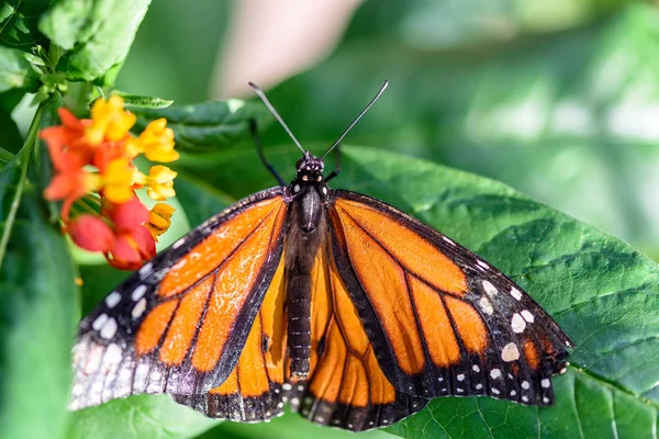 Monarch Butterfly Danaus Plexippus Macho Chupando Néctar Uma Flor — Fotografia de Stock