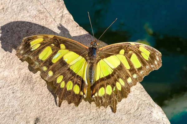 Coda Forcuta Europea Pronta Decollo Papilio Machaon — Foto Stock
