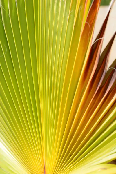 Tropical Palm Trees Leaves Flora — Stock Photo, Image