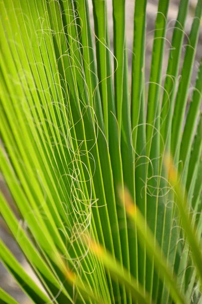 Palmeiras Tropicais Deixa Flora — Fotografia de Stock