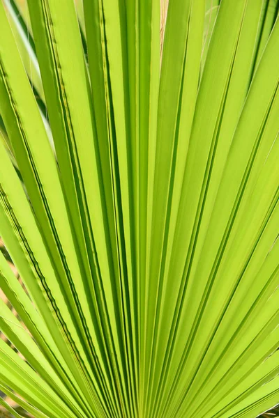 Tropical Palm Trees Leaves Flora — Stock Photo, Image