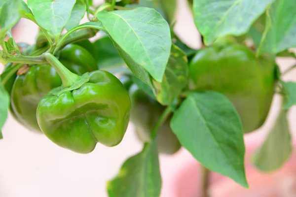 Grön Paprika Spanien — Stockfoto