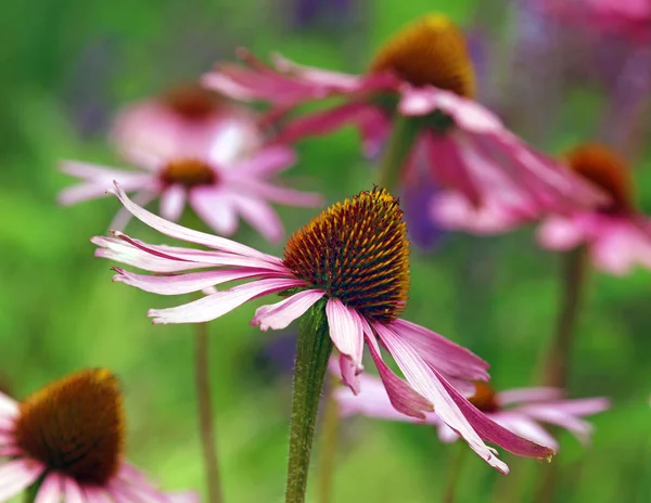 Skinande Solhatt Eller Purpursonne Hatt Echinacea Purpurea — Stockfoto