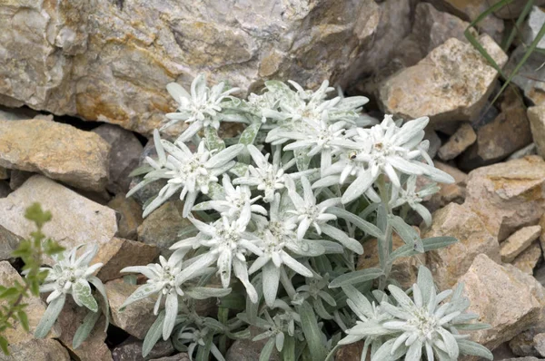 Edelweiss Blanc Fleurs Sauvages Pétales — Photo