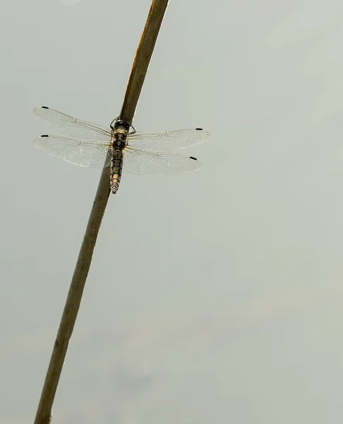 蜻蜓小斑斑 或称为 强迫斑斑 近身飞行 — 图库照片