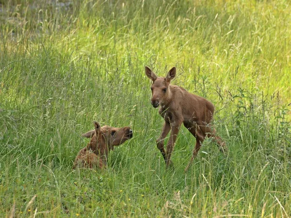 Jonge Dieren Selectieve Focus — Stockfoto