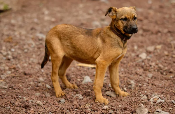 Αδέσποτα Σκυλιά Στο Όμορφο Νησί Palma Δεν Είναι Ανήκουστο Nδιάφορες — Φωτογραφία Αρχείου